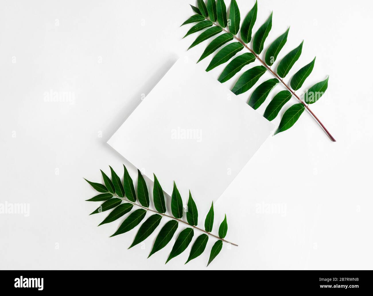 Layout delle foglie creative con carta o biglietto di auguri su sfondo chiaro. Minimal Nature Concept. Disposizione piatta. Spazio di copia. Foto Stock