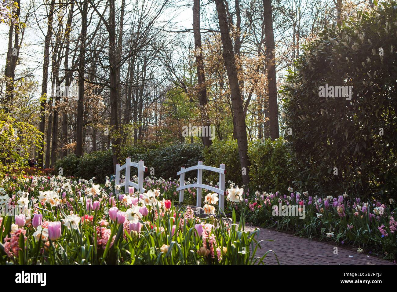 Keukenhof Tulip Garden, Paesi Bassi Foto Stock