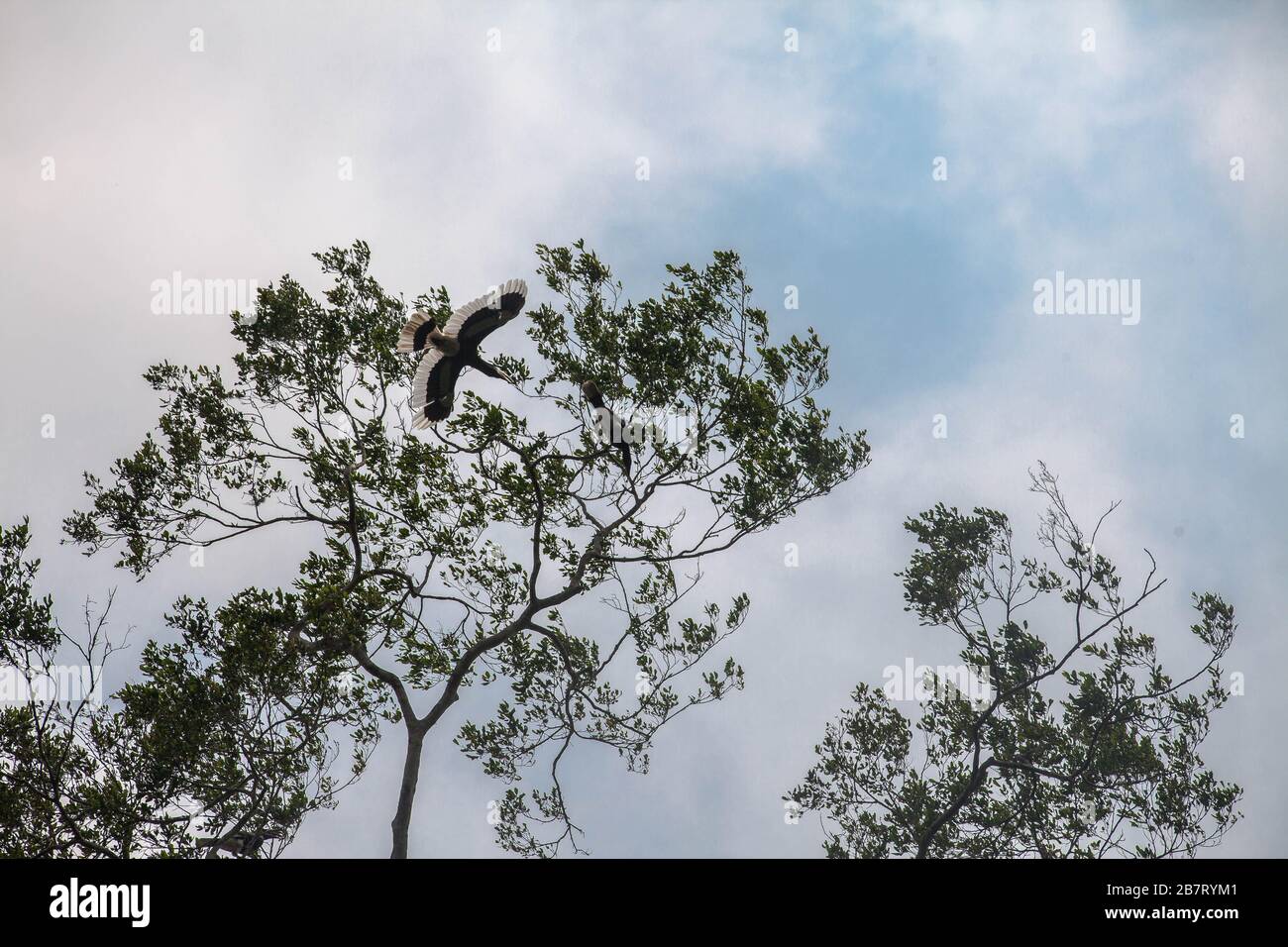 Orafo dalle cosce bianche (Bycanistes albotibialis), Camerun Foto Stock