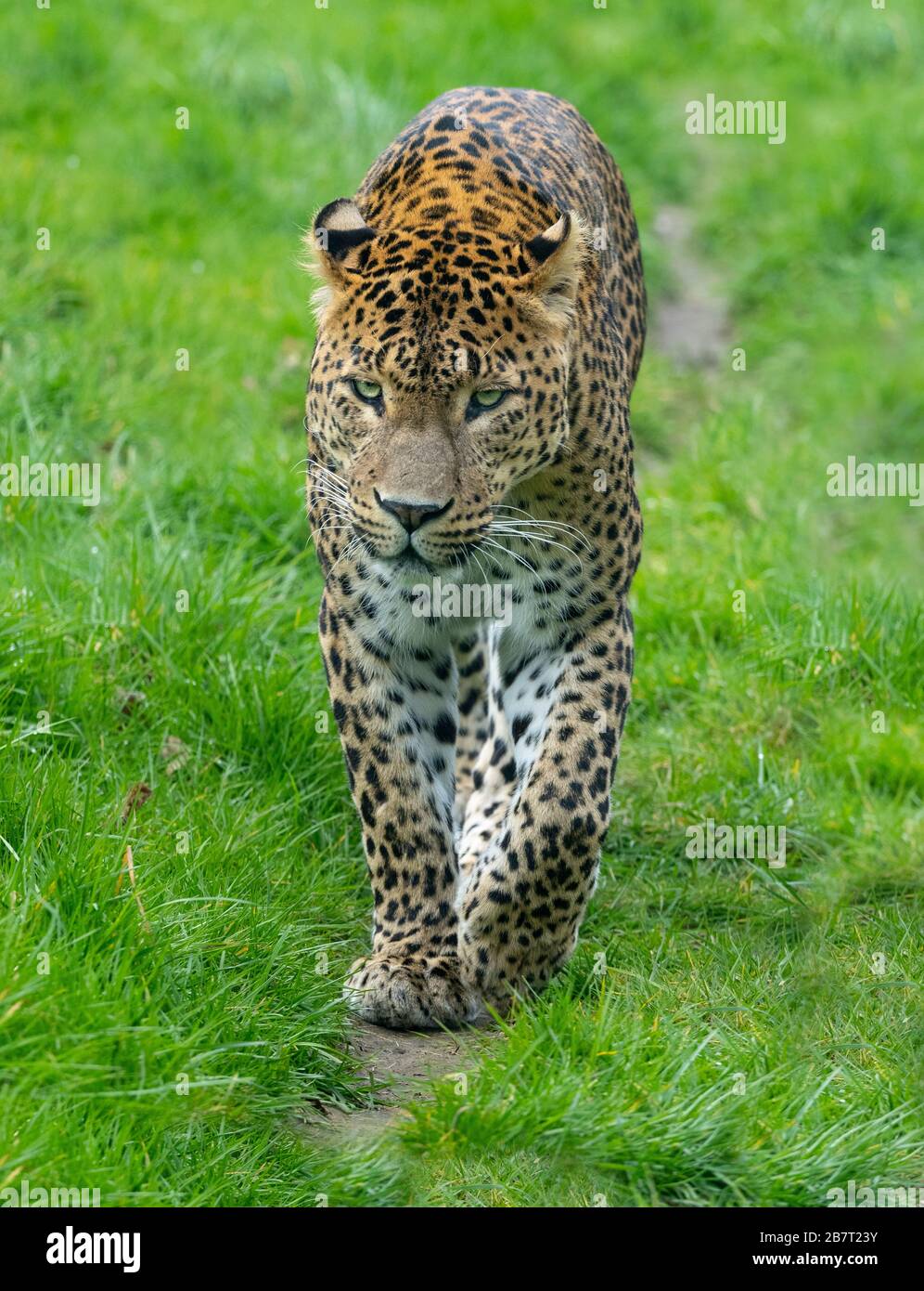 Leopardo dello Sri Lanka Panthera pardus kotiya. Captive Foto Stock