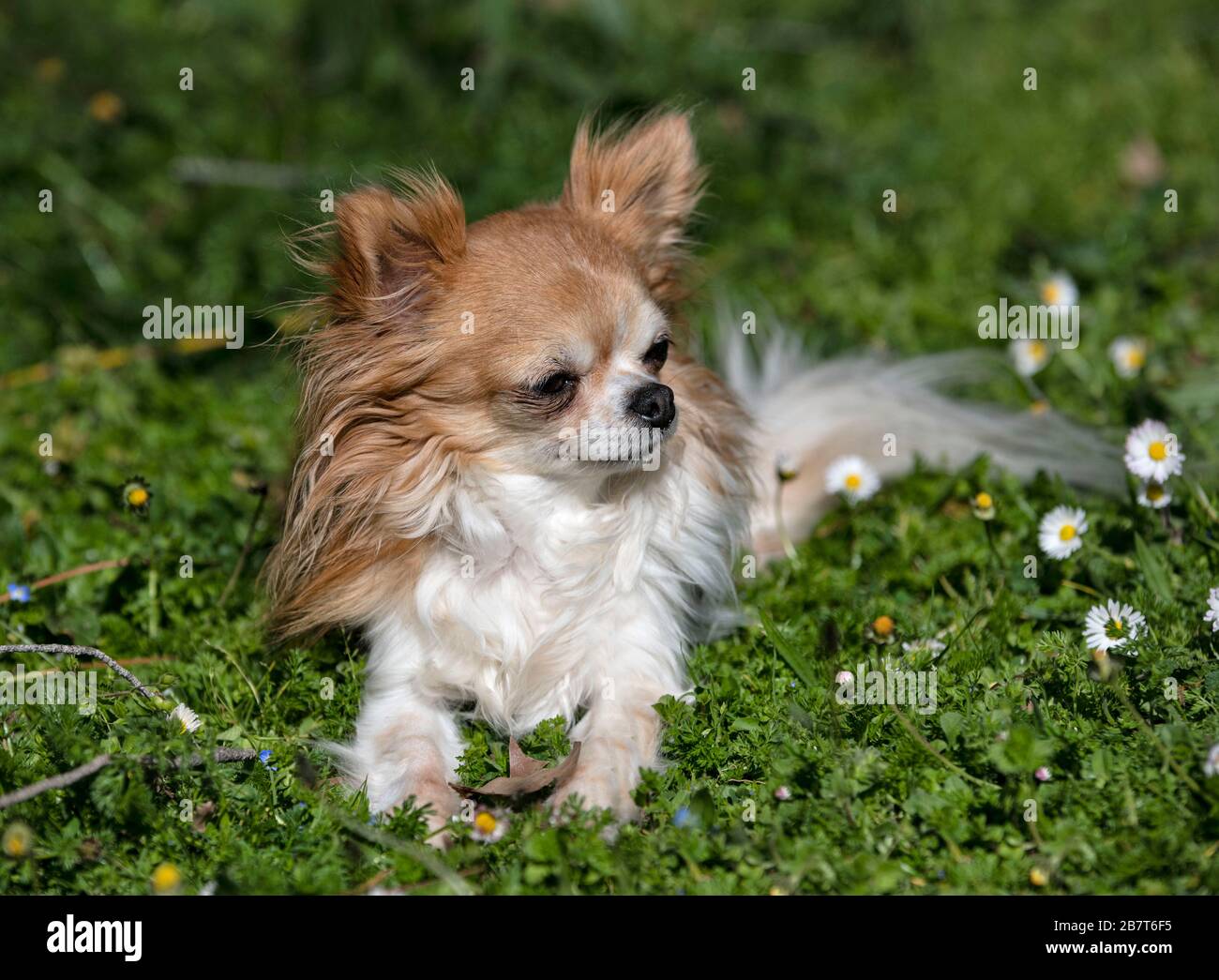 Poco chihuahua stabilite nella natura Foto Stock