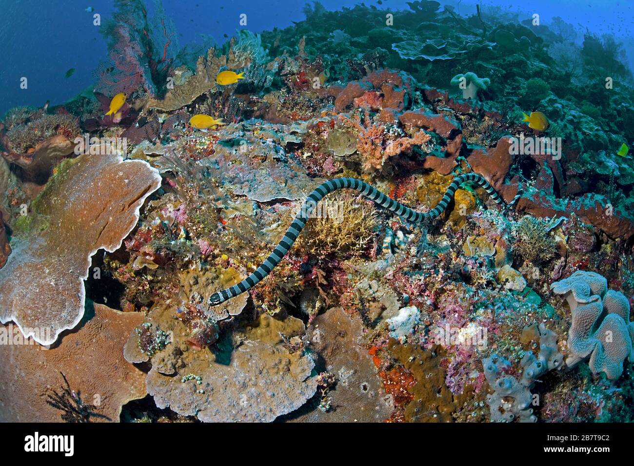 Rait di mare a bande o Krait di mare giallo a bordo (Laticauda colubrina), serpente di mare venoso, spiaggia di Sabang, Mindoro, Filippine Foto Stock