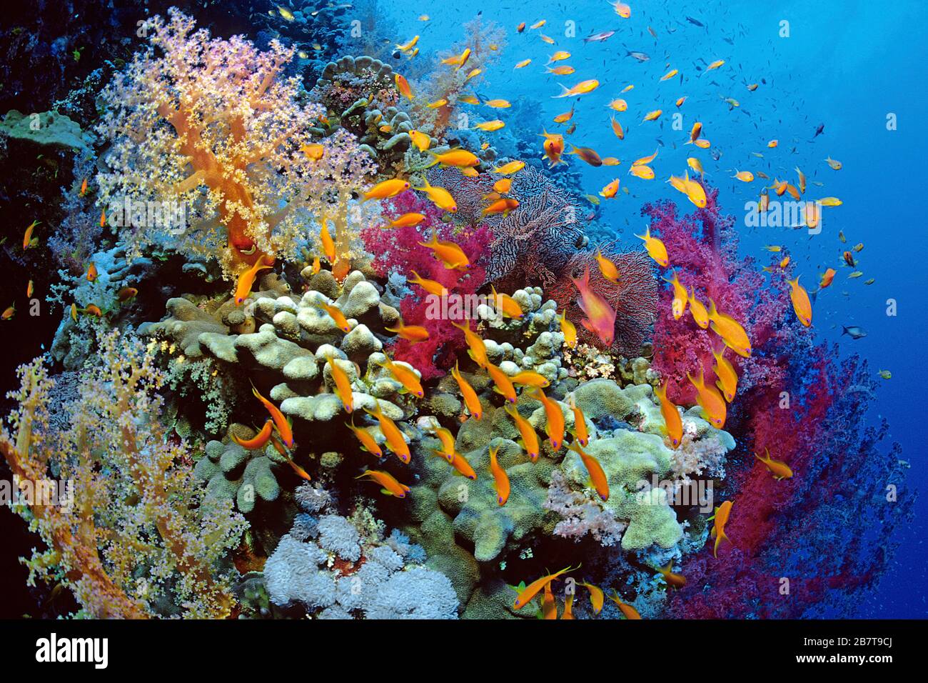 Fagotto fata gioiello, lyretail anthias (Pseudanthias squamipinnis), crociera su una barriera corallina, Marsa Alam, Egitto Foto Stock