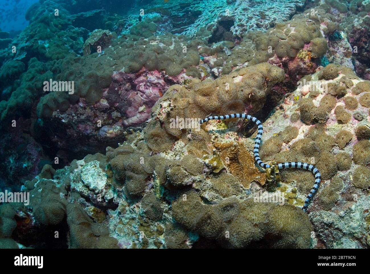 Rait di mare a bande o Krait di mare giallo a bordo (Laticauda colubrina), serpente di mare venoso, spiaggia di Sabang, Mindoro, Filippine Foto Stock
