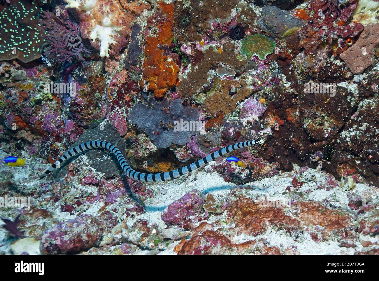 Rait di mare a bande o Krait di mare giallo a bordo (Laticauda colubrina), serpente di mare venoso, spiaggia di Sabang, Mindoro, Filippine Foto Stock