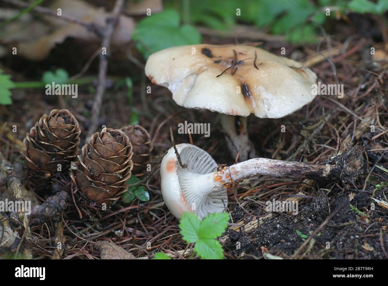 Gomphidius maculatus, conosciuto come la punta di larice o la punta di larice-cappuccio, fungo selvatico dalla Finlandia Foto Stock