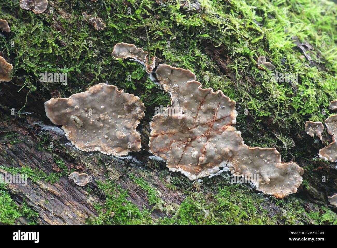 Stereum rugosum, conosciuto come crosta di foglia larga di spurgo, fungo di crosta dalla Finlandia Foto Stock