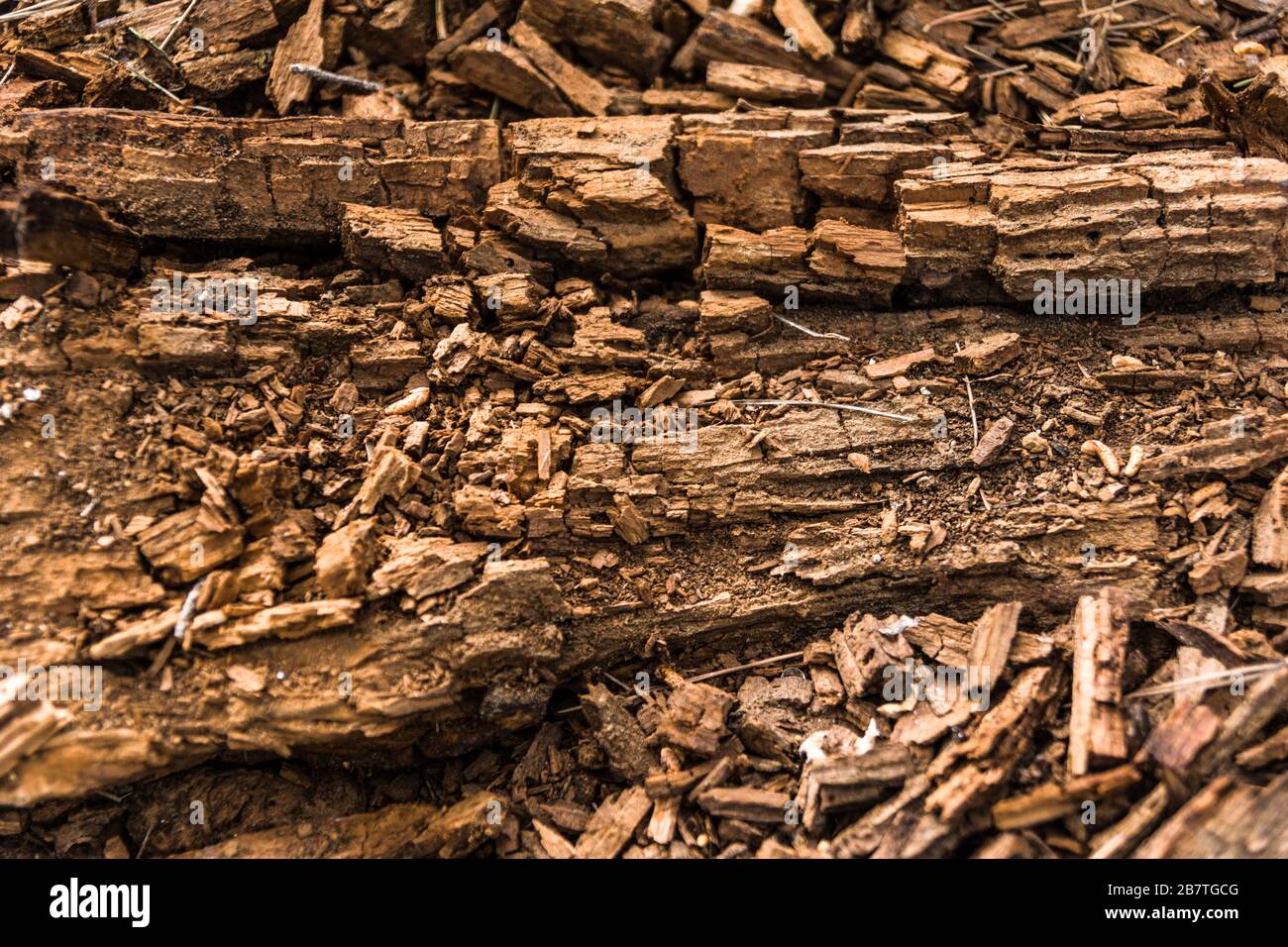 Albero scraps sfondo Foto Stock