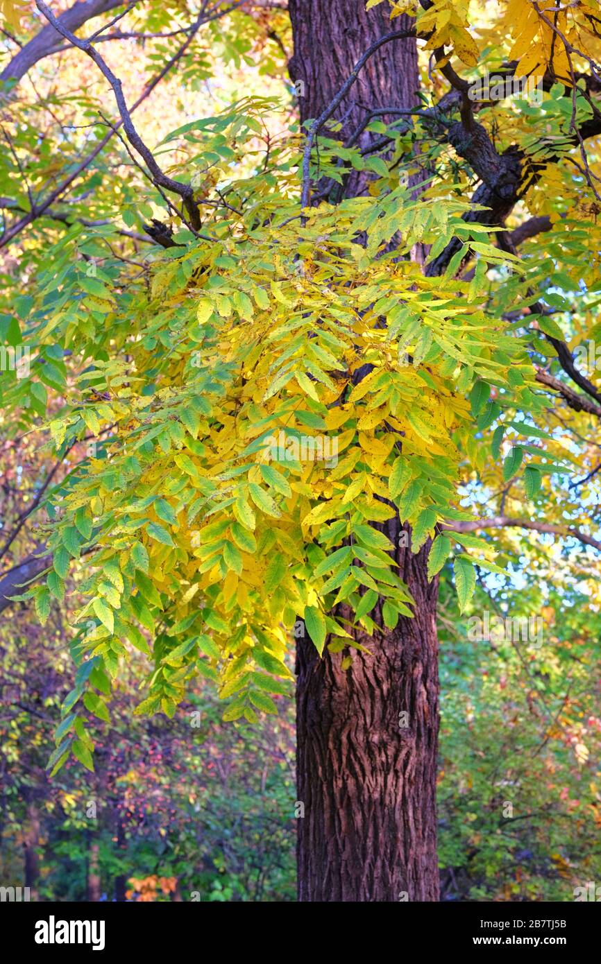 Autunno foresta paesaggio in una giornata di sole. Foglie autunnali gialle sull'albero. Parco in città. Tempo caldo. Foto Stock