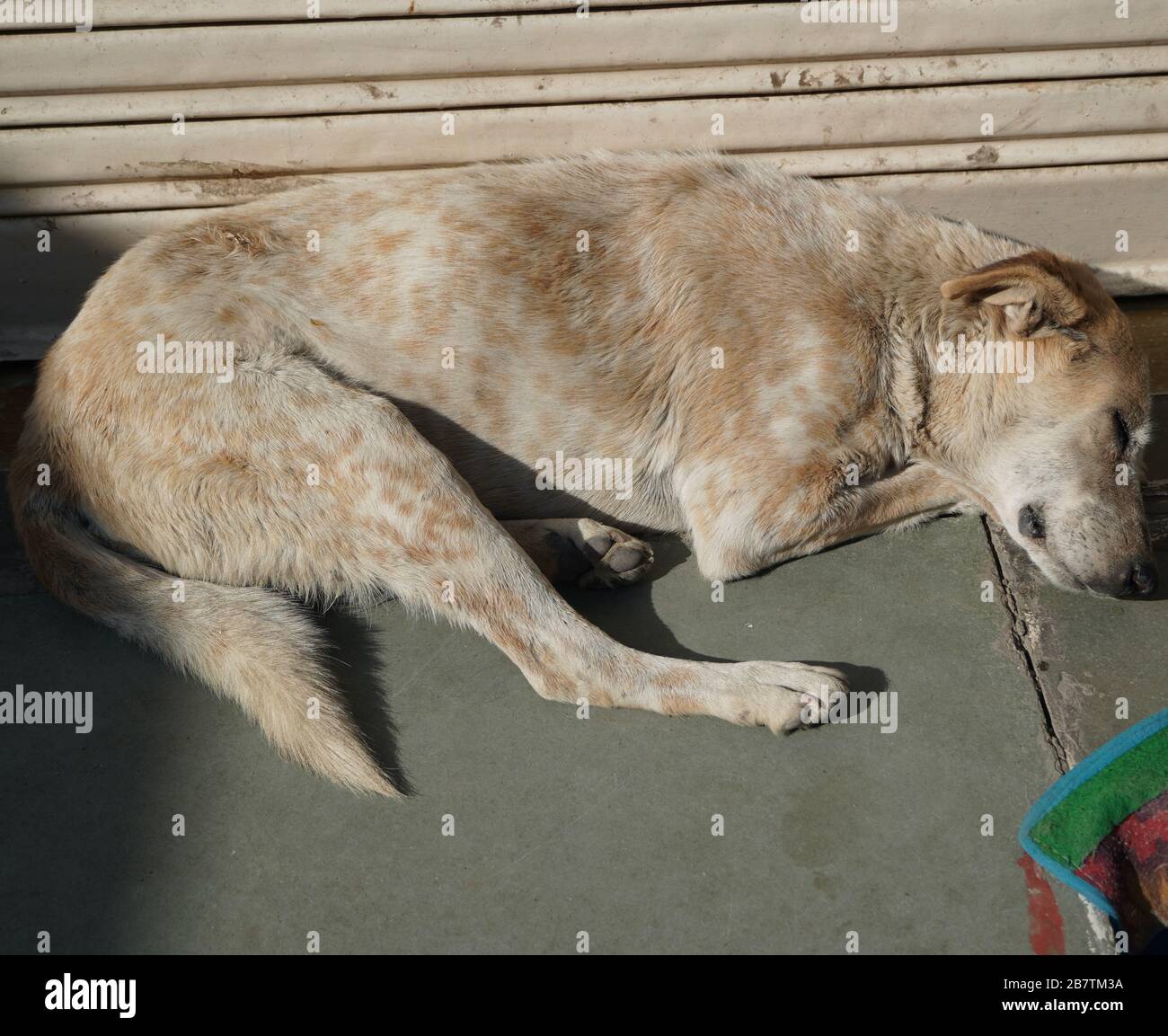 Il cane senzatetto bianco e marrone dorme in caldo sole sul pavimento di cemento caldo fuori di un negozio chiuso. Un cane da strada abbandonato che snooozing. Foto Stock