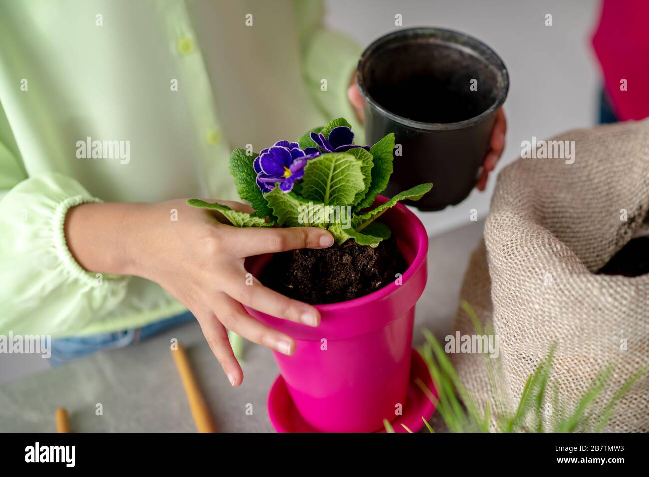 Mani di una ragazza che piantano una violetta in una pentola. Foto Stock