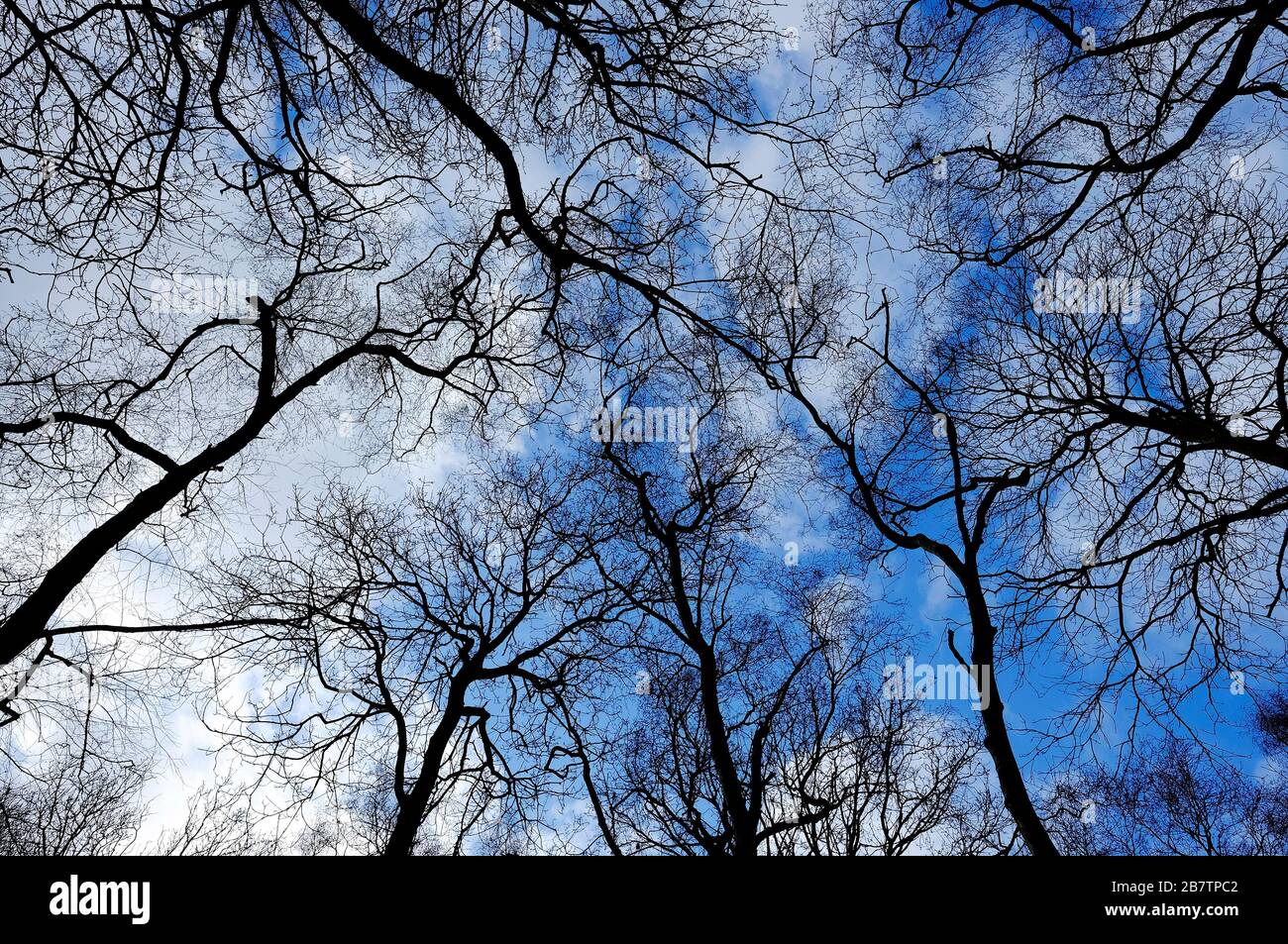 tronchi d'albero d'inverno e rami su sfondo cielo blu nuvoloso Foto Stock