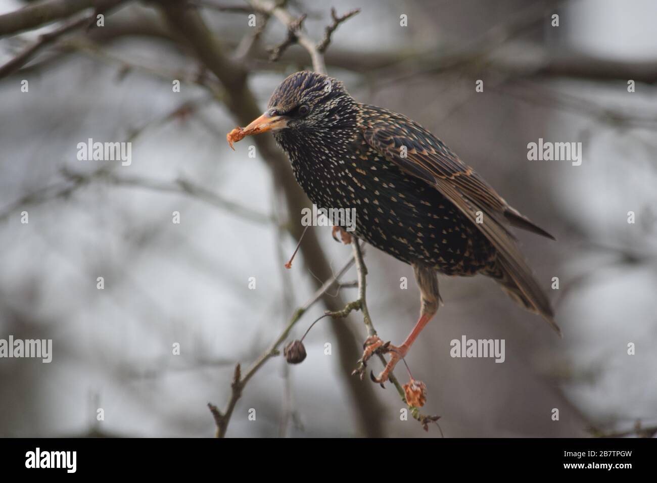 Starling europeo in un albero 1, uccello nero con macchie bianche Foto Stock