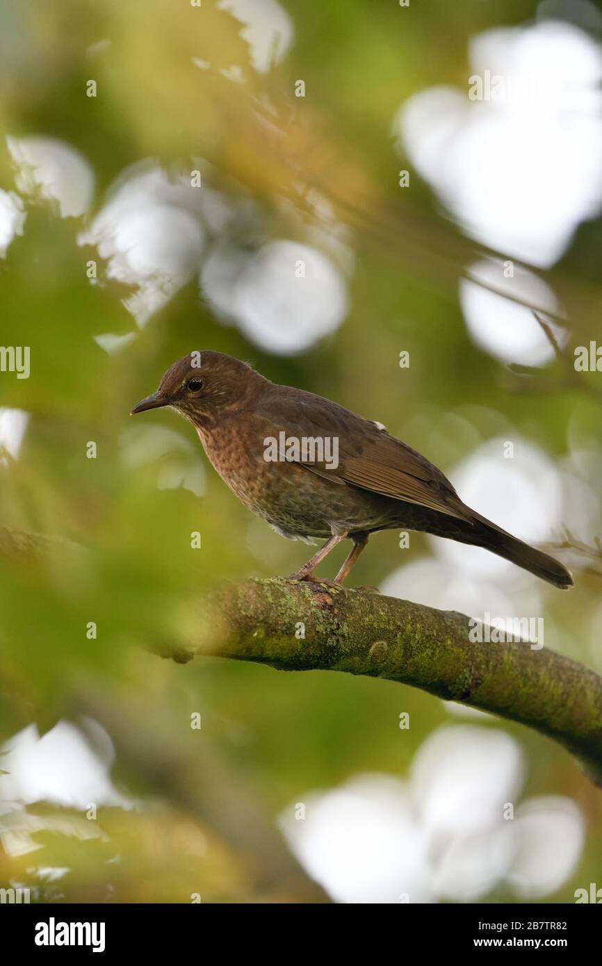 Merlo comune ( Turdus merula ), marrone femmina, arroccato tra le foglie in autunno un albero colorato, la fauna selvatica, l'Europa. Foto Stock