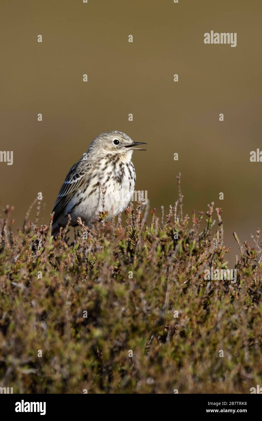 Meadow Pipit / Wiesenpieper ( Anthus pratensis ) elevata arroccato sulla sommità di erica boccole, cantando, display di corteggiamento, fauna selvatica, l'Europa. Foto Stock