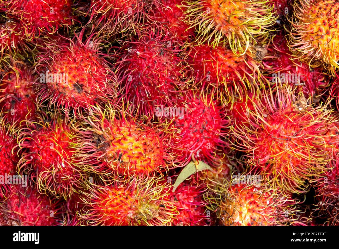 Primo piano dei frutti del Rambutan (Nephelio lappaceum) Foto Stock