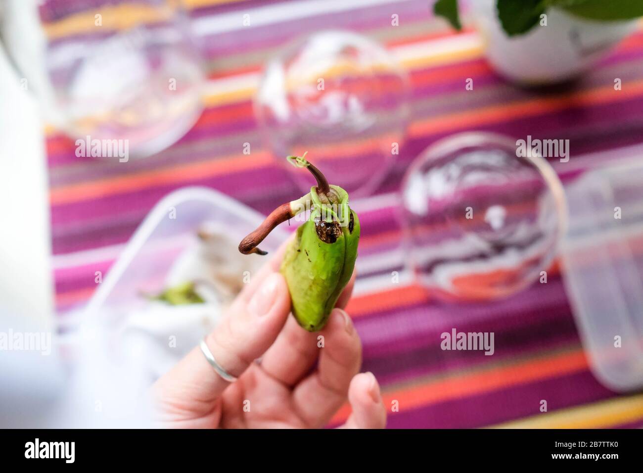 Tenga un seme di mango nelle vostre mani. Seme germogliato. Esaminare il germoglio e la radice. Sfondo luminoso. Foto Stock