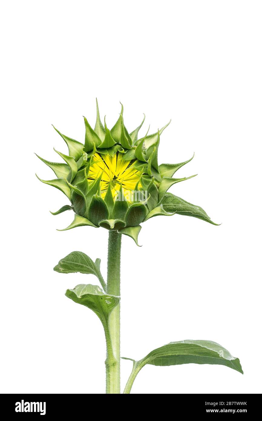 Giovane girasole isolato su sfondo bianco Foto Stock