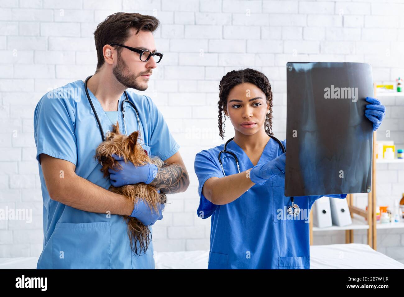 Medico veterinario con assistente e piccolo paziente che esamina la radiografia in ospedale animale Foto Stock