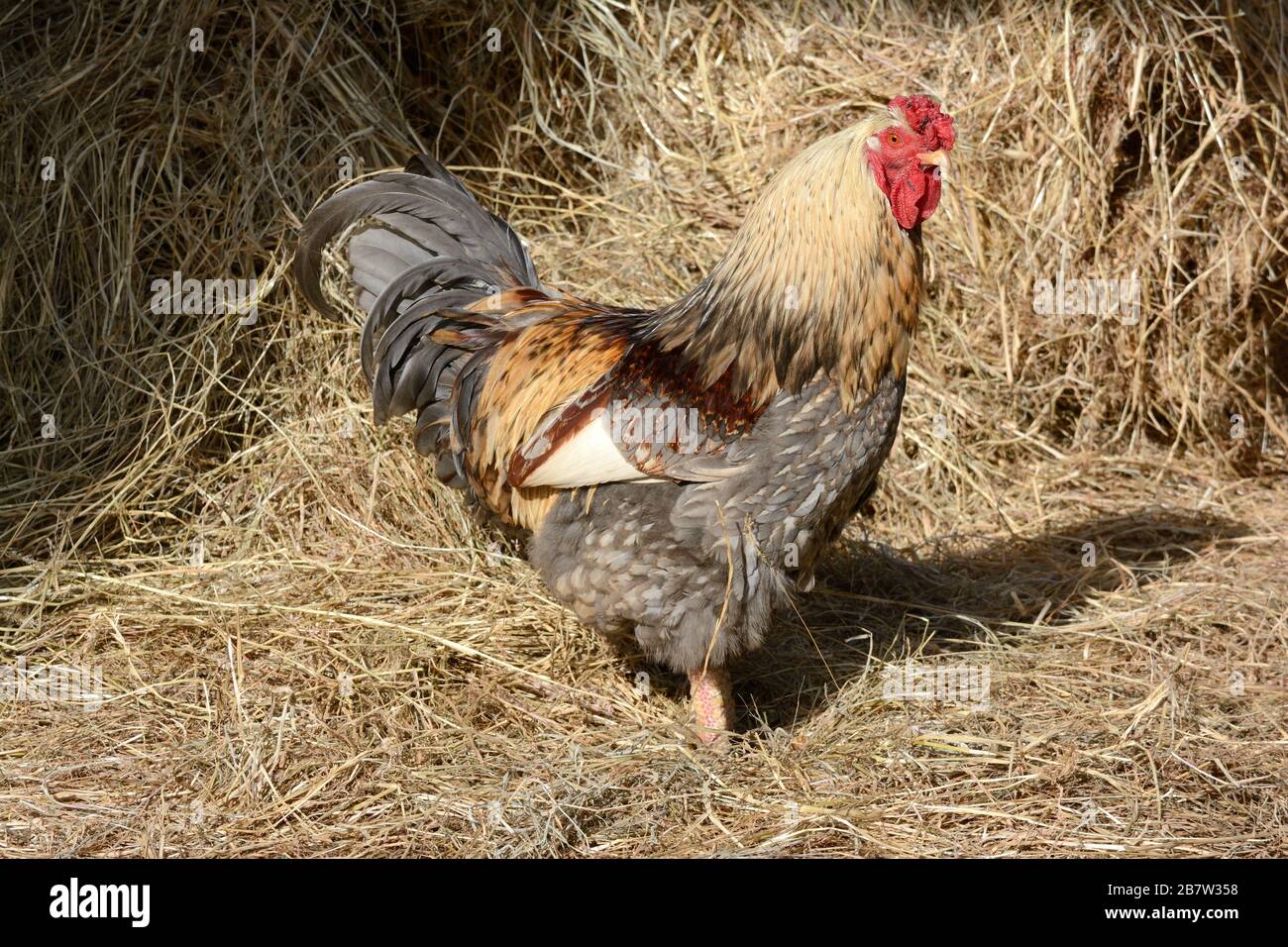 Bel gallo in fienile di paglia Foto Stock