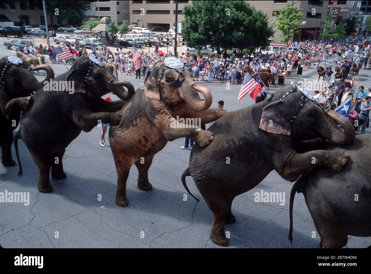Austin Texas USA: Gli elefanti del circo di Ringling Brothers si esibiscono nella sfilata del centro. ©Bob Daemmrich Foto Stock
