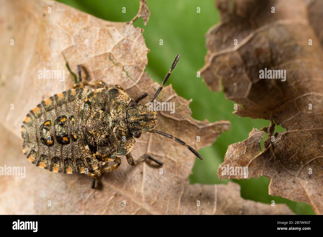 La ninfa di un insetto della foresta, noto anche come schermo a zampe rosse, il pentatoma rufipes, poggiato su una foglia di quercia morta sul bordo di un sentiero boschivo. Dor Foto Stock