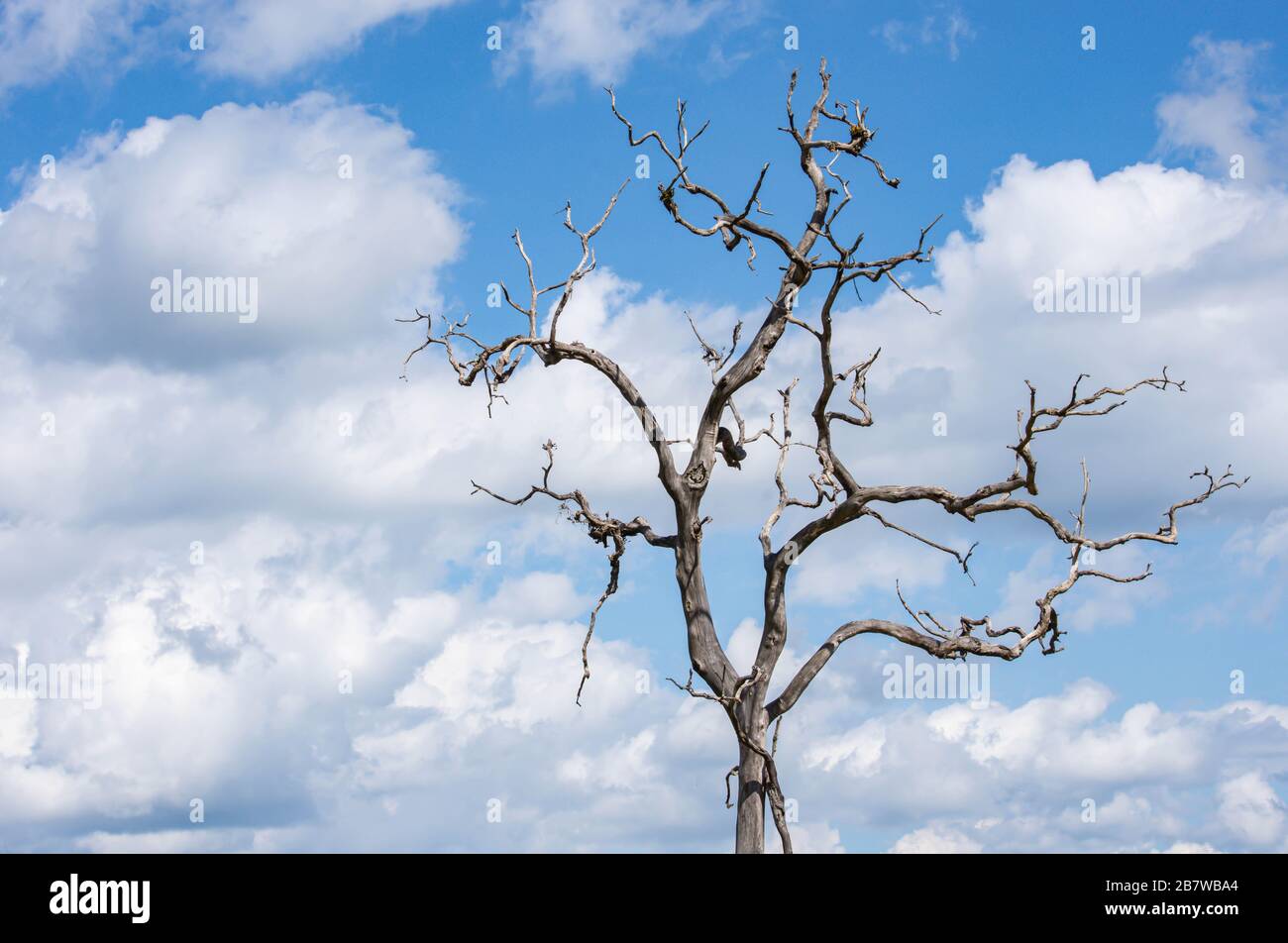 Albero secco senza foglie sfondo di cielo e nuvole Foto Stock
