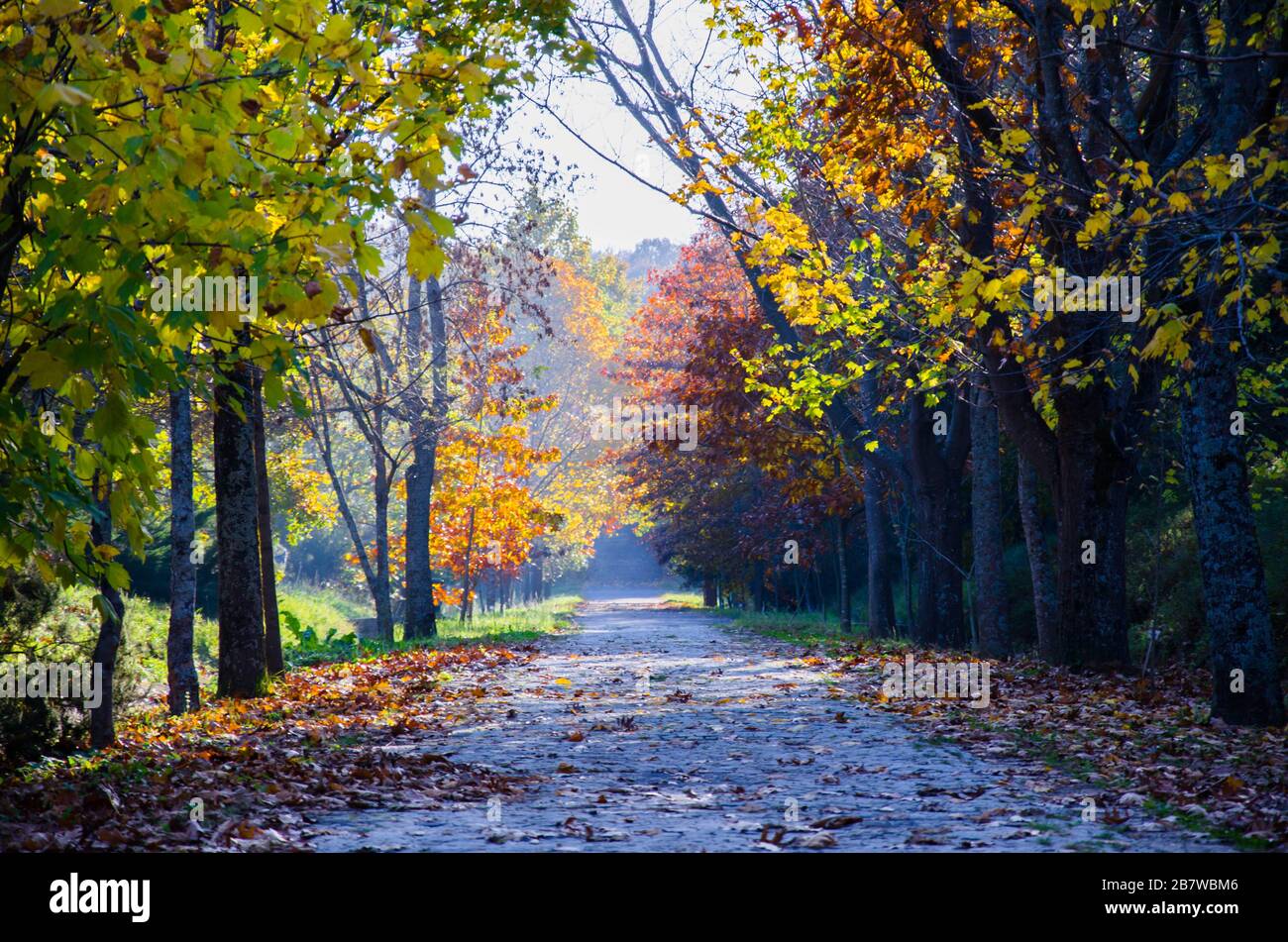 Foresta di autunno Foto Stock