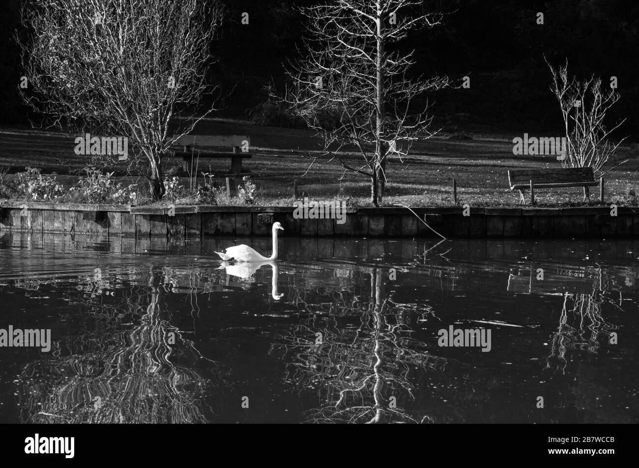 Cigno sul lago Foto Stock