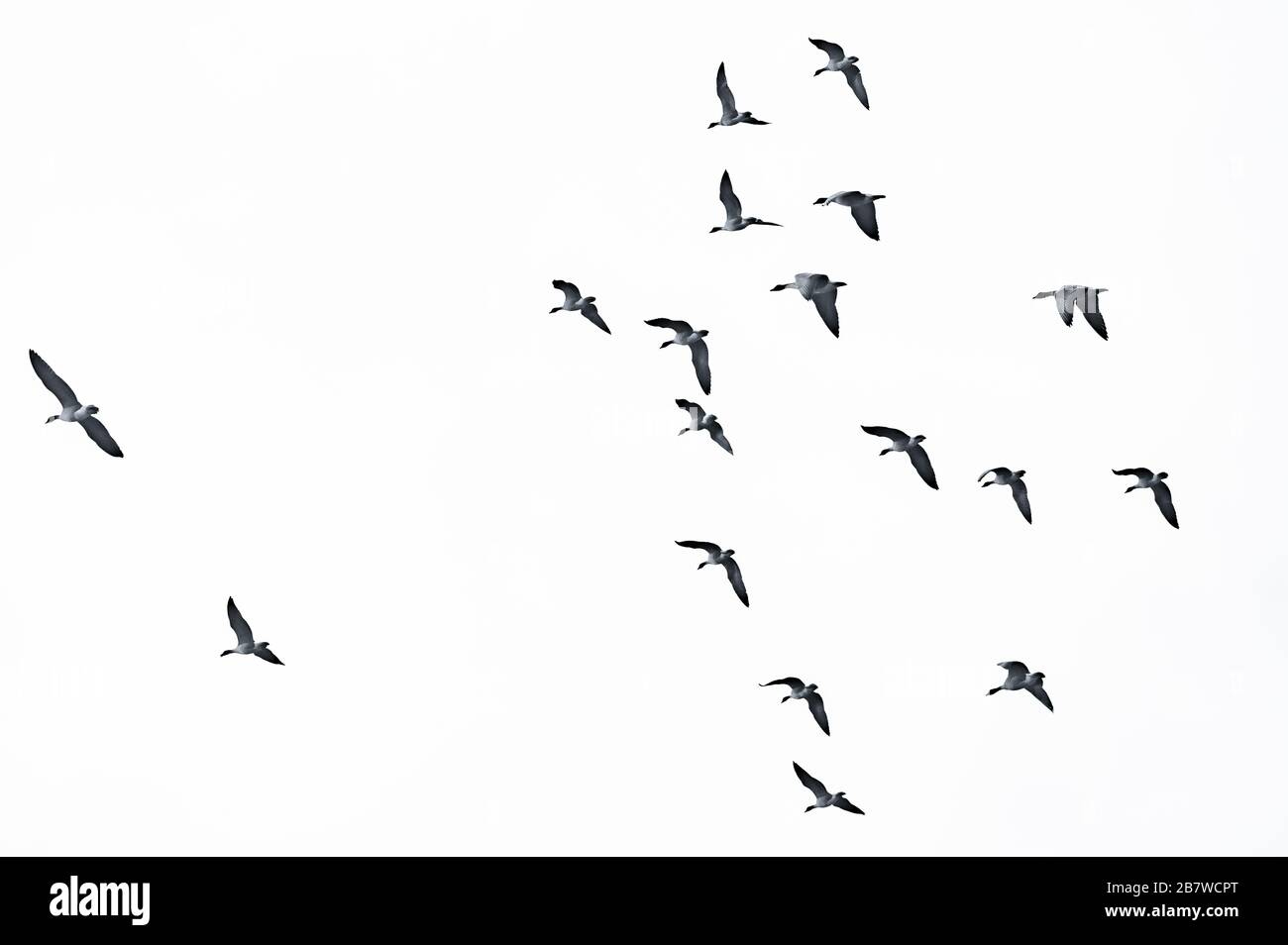 Oche a Burton Mere RSPB Reserve, Cheshire Foto Stock