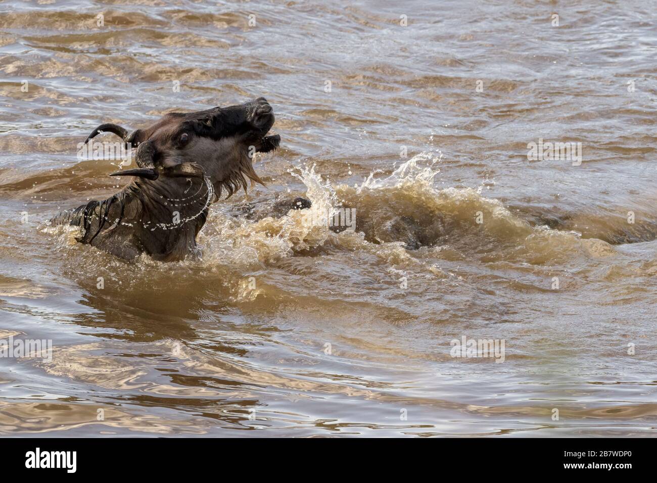 Blue wildebeest, brindato gnu (Connochaetes taurinus) attaccato dal coccodrillo del Nilo (Crocodilus niloticus) quando attraversa il fiume Mara, nazione Serengeti Foto Stock