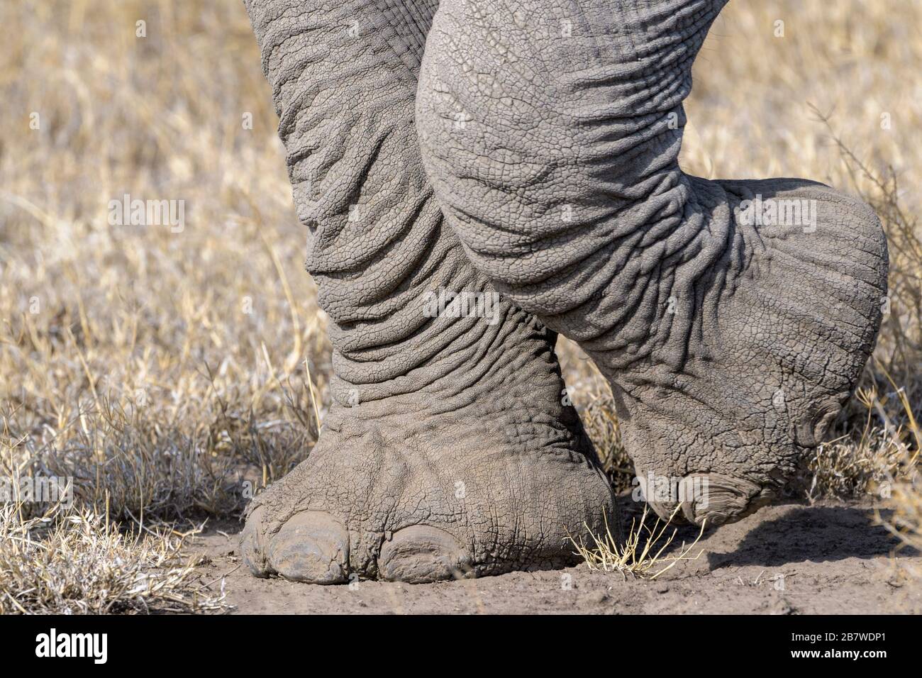 Elefante africano (Loxodonta africana) piedi da vicino a piedi, Ngorongoro conservazione area, Tanzania. Foto Stock