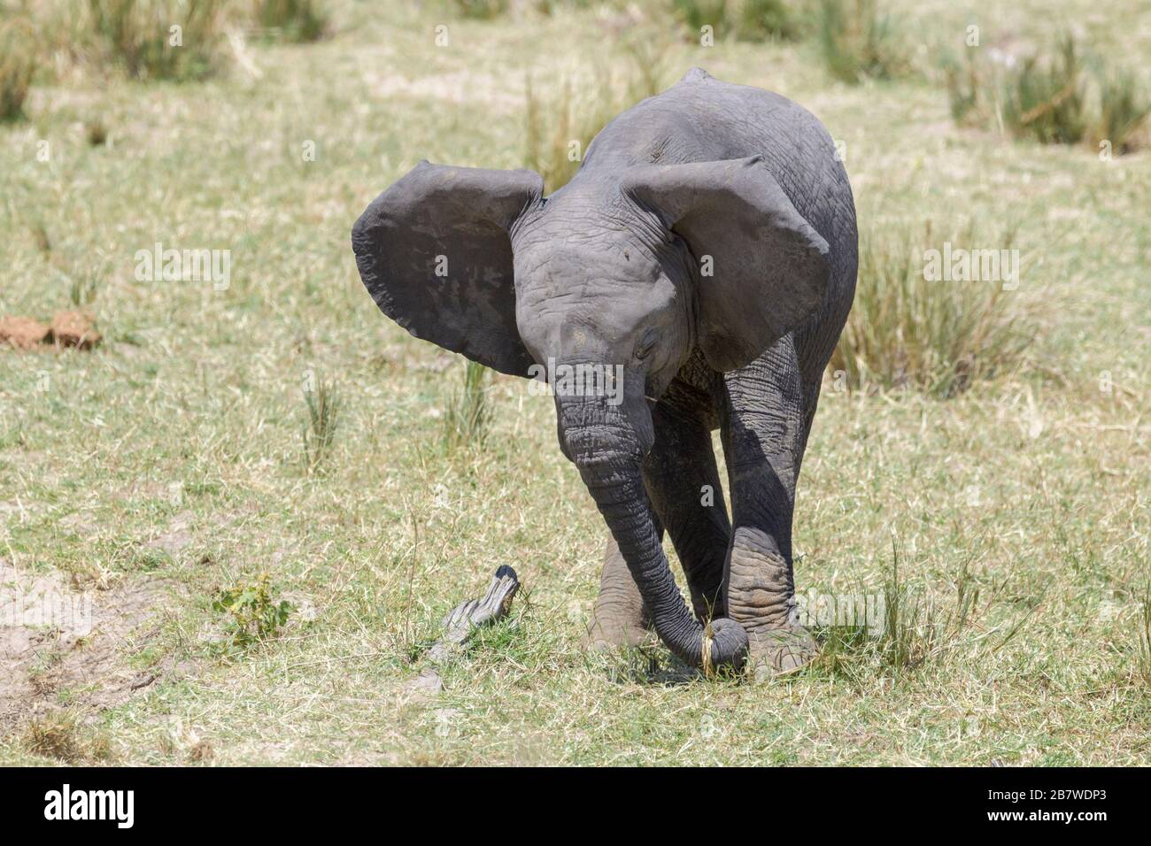 Elefante africano (Loxodonta africana) baby vitello che alimenta erba su riva del fiume, fiume Mara, parco nazionale Serengeti, Tanzania. Foto Stock