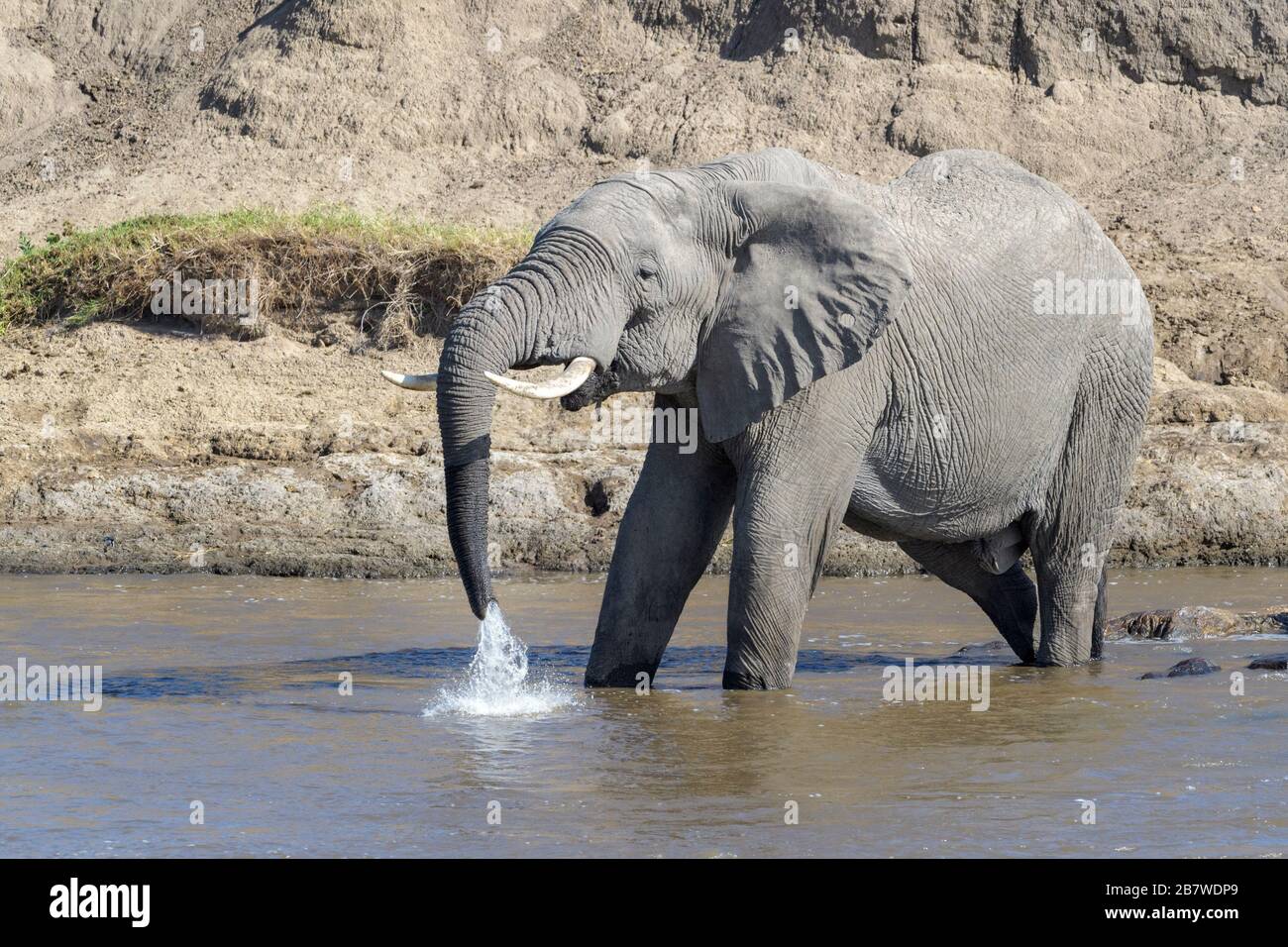 Elefante africano (Loxodonta africana) bull acqua potabile al fiume, fiume Mara, parco nazionale Serengeti, Tanzania. Foto Stock