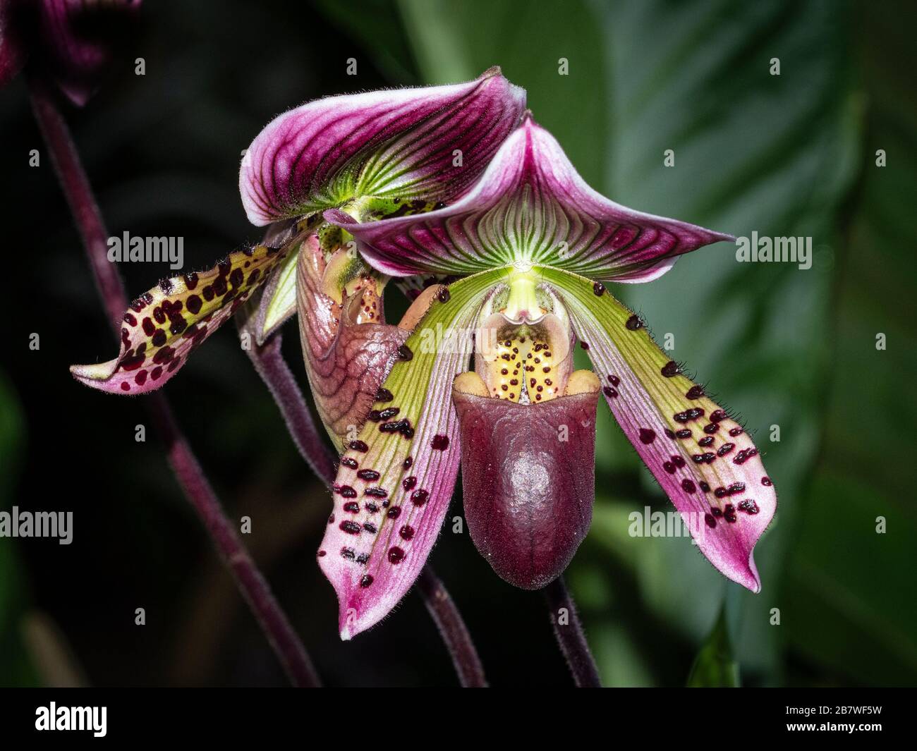 Primo piano di un'orchidea singola Foto Stock