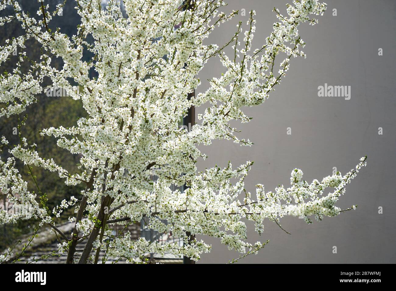Fiori di Ciliegio in piena fioritura Foto Stock