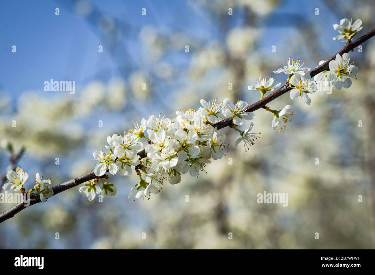 La ciliegia fiorisce su un ramoscello preso da un blurred sfondo di altri ramoscelli e fiori Foto Stock