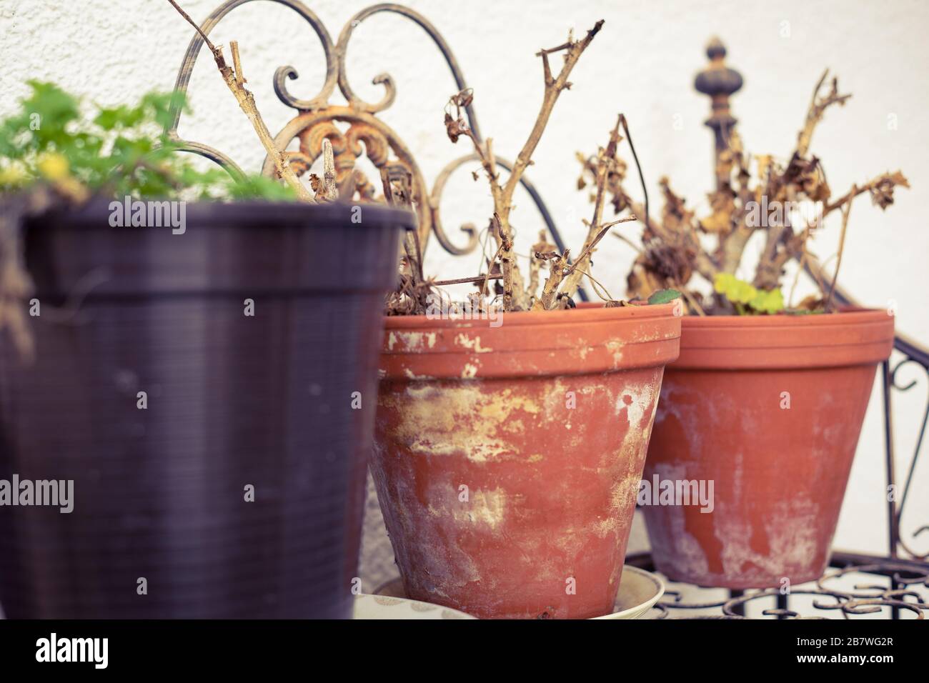 Risvegliare geranio e prezzemolo in vecchi vasi di fiori Foto Stock