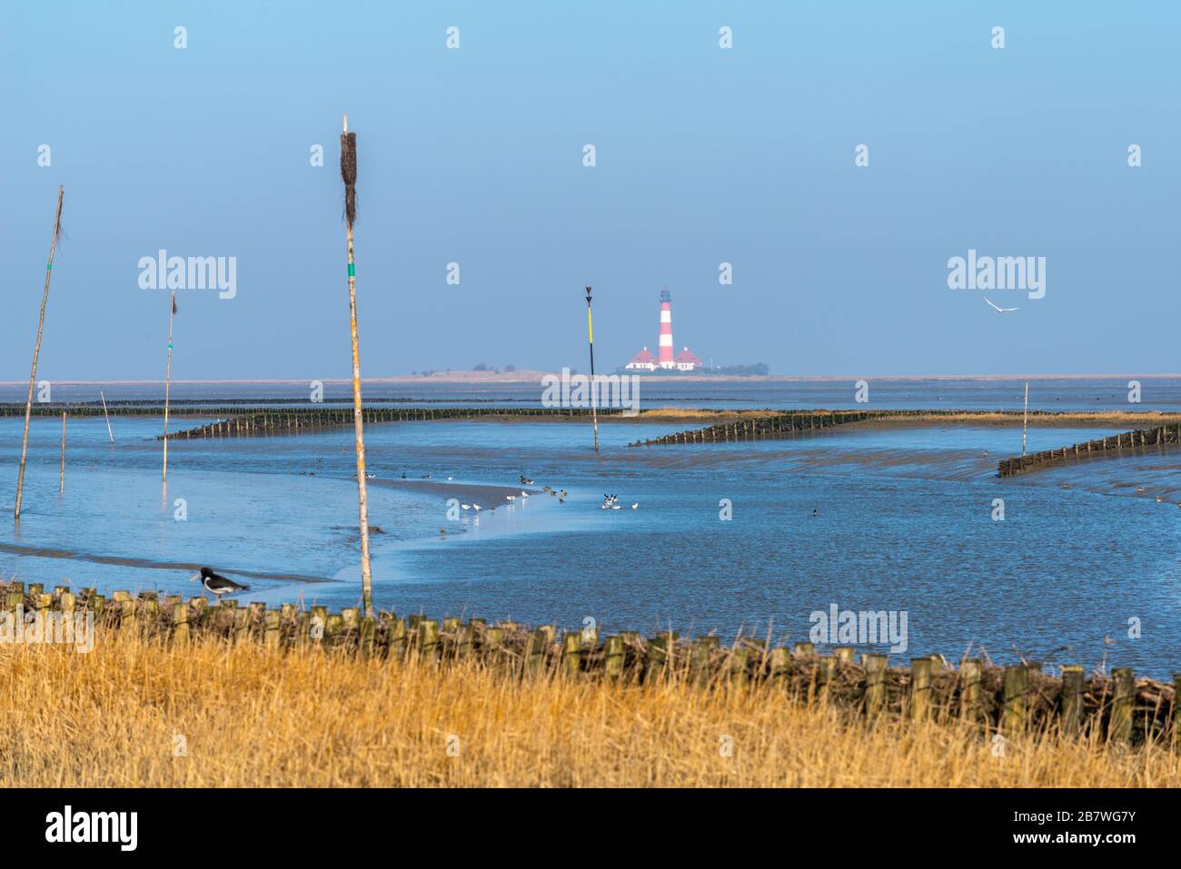 Tümmlauer Koo con faro Westerhoverland, paesaggio e penisola Eiderstedt, Frisia settentrionale, Schleswig-Holstein, Germania settentrionale, Europa centrale Foto Stock Tümmlauer Koo con faro Westerhoverland, paesaggio e penisola Eiderstedt, Frisia settentrionale, Schleswig-Holstein, Germania settentrionale, Europa centrale Foto Stock