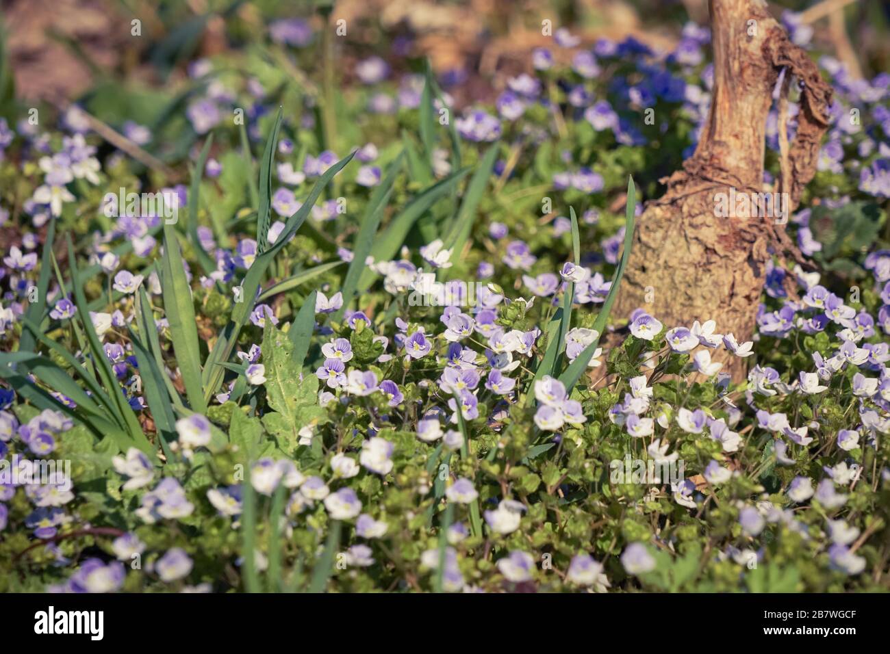 Molti speedwell fiorisce ai piedi di una vite gnarled Foto Stock