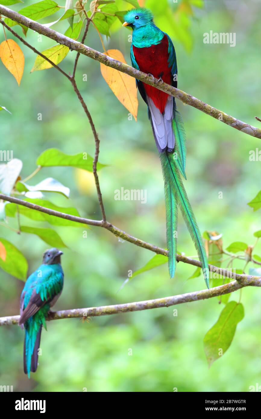 Un paio di Quetzals (Pharomachrus mocinno) arroccato insieme nella foresta nuvolosa del Costa Rica, America Centrale Foto Stock