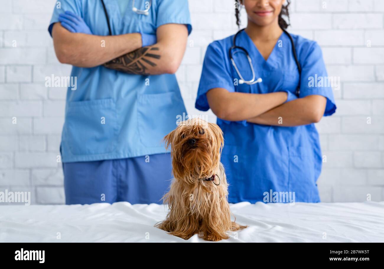 Medici di veterinario professionisti con cane carino piccolo in clinica animale, primo piano Foto Stock