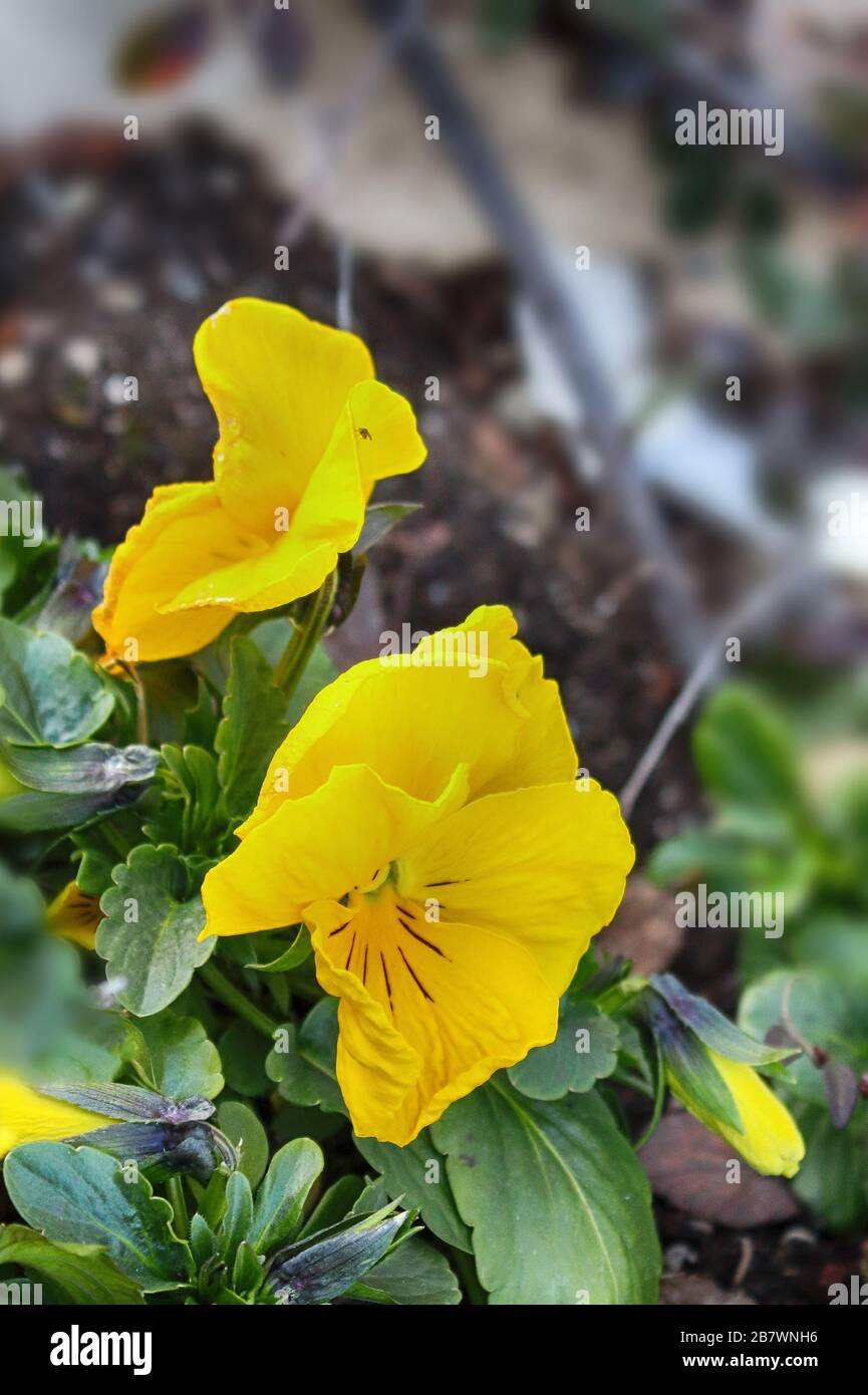 Le Pansies gialle. Pansy cornuto giallo, specie di violetta Foto Stock