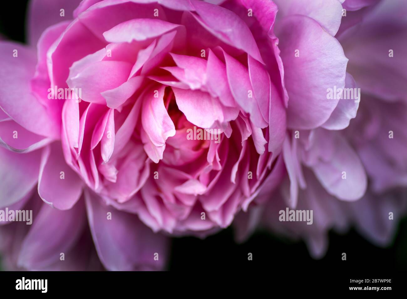 Un grande fiore rosa in pieno fiore durante i mesi estivi Foto Stock