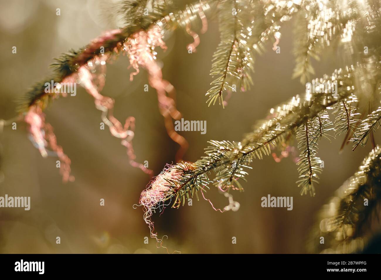 Closeup di ramificazione di abete rosso in controluce con fibre di cotone rosso assorbente. Visto in Germania nel mese di marzo Foto Stock