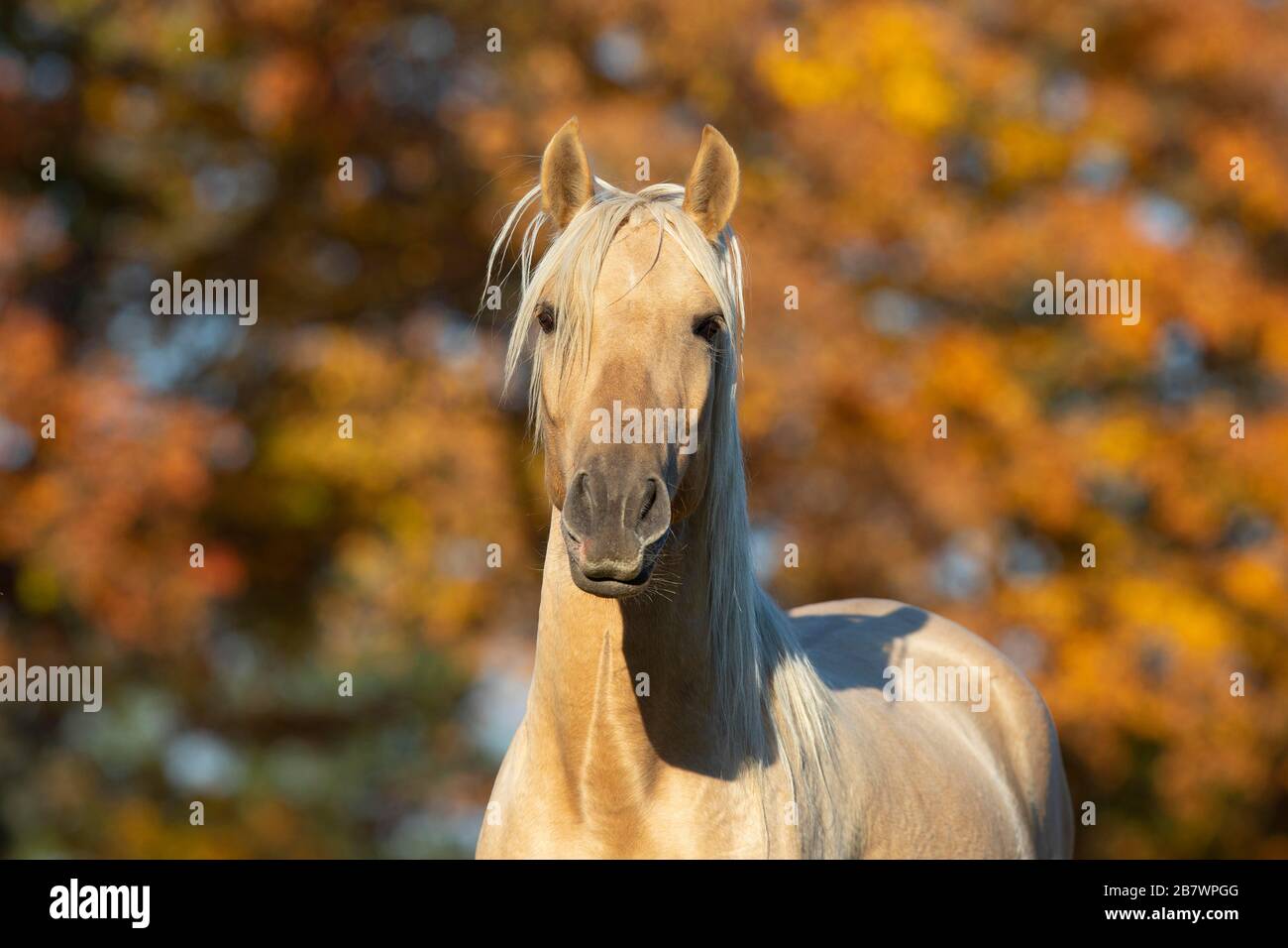 Ritratto giovane stallone iberico in autunno; Triventhal, Germania Foto Stock