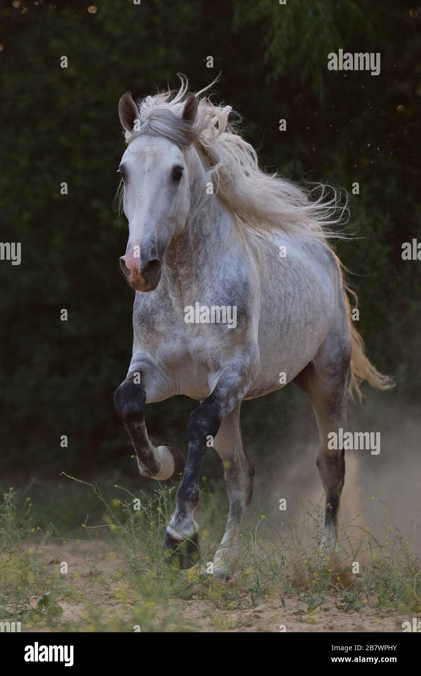 P.R.E. Stallone grigio galoppo attraverso il prato; Andalusia, Spagna Foto Stock