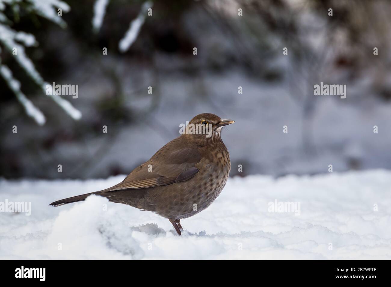 Femmina Blackbird Turdus merula su terra nella neve Foto Stock