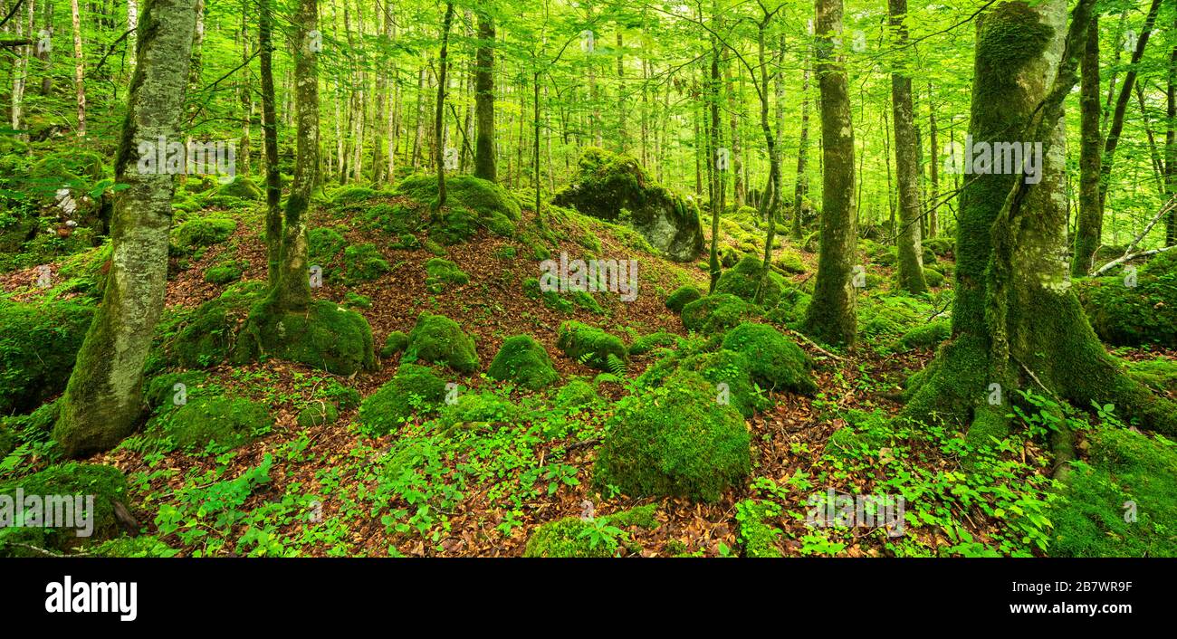 Incontaminata foresta selvaggia nel Parco Nazionale di Berchtesgaden, alberi e rocce ricoperti di muschio e licheni, Berchtesgadener Land, alta Baviera, Germania Foto Stock