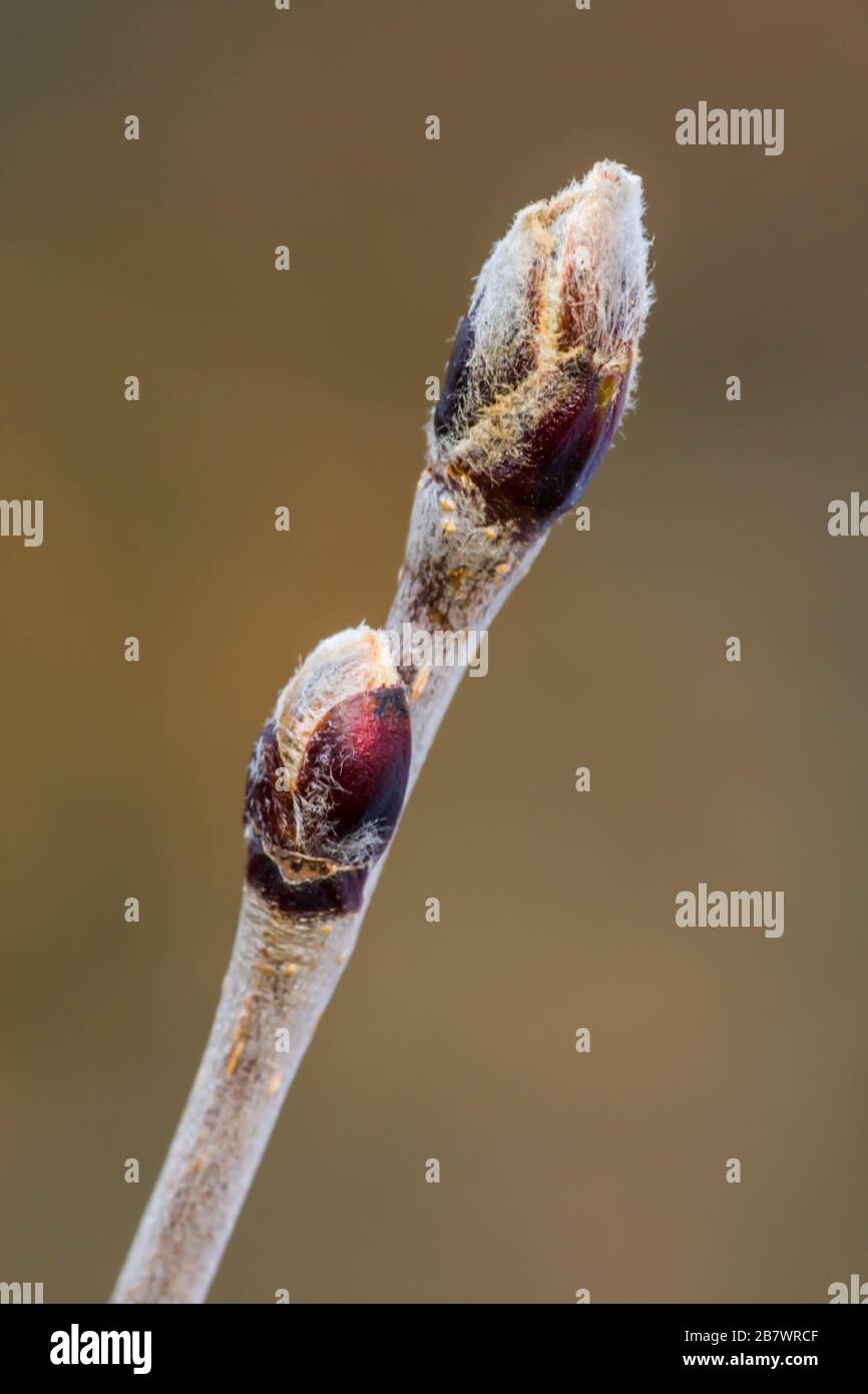 Albero Rowan Sorbus aucuparia germogli di foglie Foto Stock